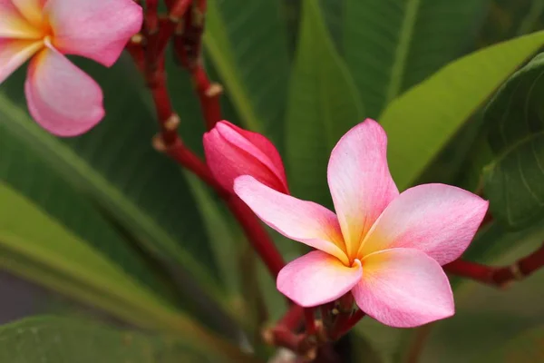 Fiori Tropicali Rosa Frangipani — Foto Stock