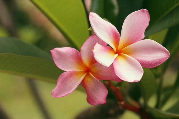 Flores Tropicais Rosa Frangipani — Fotografia de Stock