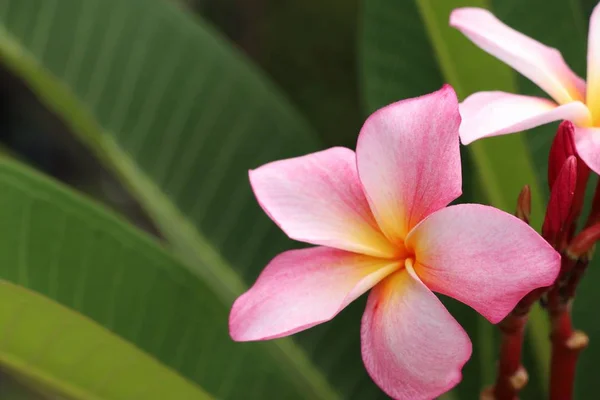 Flores Tropicais Rosa Frangipani — Fotografia de Stock