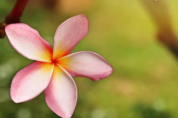 Тропические Цветы Розового Франжипани — стоковое фото