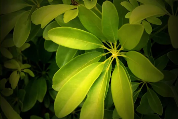 Green Leaves Tropical — Stock Photo, Image