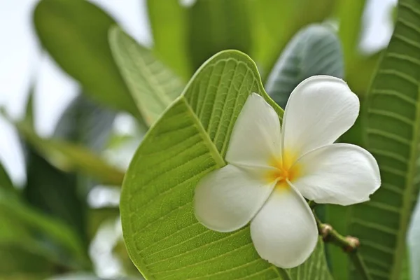 Tropik Çiçekler Beyaz Frangipani — Stok fotoğraf