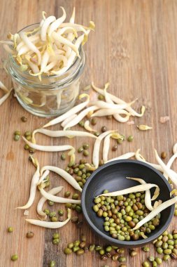 Fasulye filizi ile tohum