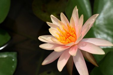 Tropikal güzel lotus çiçekleri