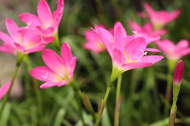 Güzel pembe yağmur lily