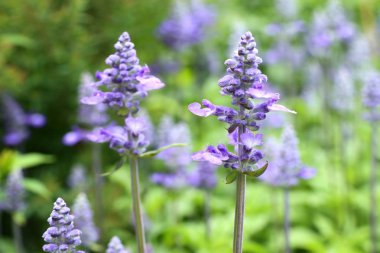 tropikal ada çayı çiçek