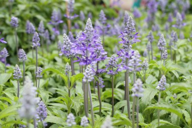 tropikal ada çayı çiçek