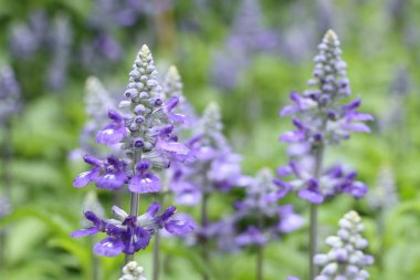 tropikal ada çayı çiçek