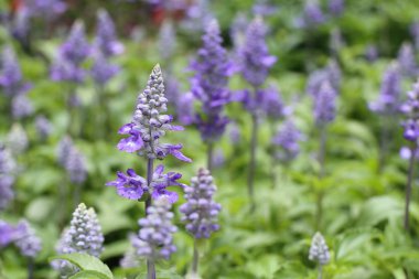 tropikal ada çayı çiçek