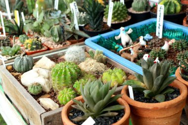 Tropikal güzel kaktüs