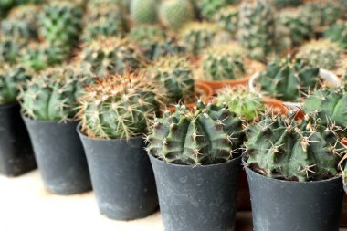 Tropikal güzel kaktüs