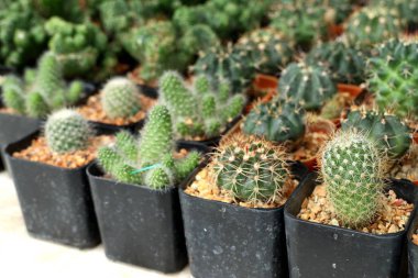 Tropikal güzel kaktüs