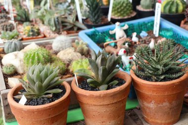 Tropikal güzel kaktüs