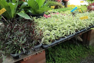 Bahçede küçük ağaçlar