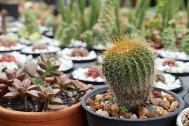 Tropikal güzel kaktüs