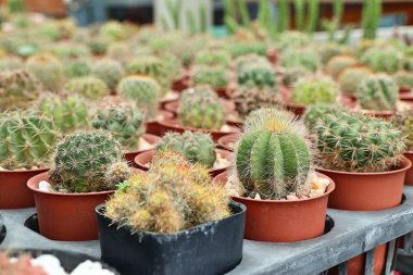 Tropikal güzel kaktüs