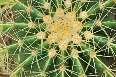 Tropikal güzel kaktüs