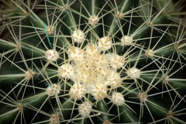 Tropikal güzel kaktüs