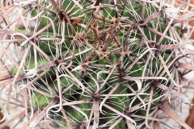 Tropikal güzel kaktüs