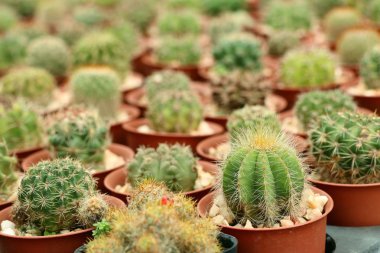 Tropikal güzel kaktüs