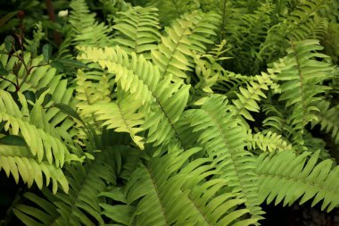 Tropikal yeşil eğreltiotu