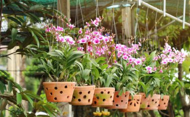 Tropikal Pembe orkide çiçek