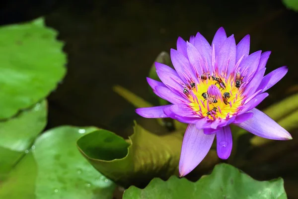 Красиві Квіти Лотоса Тропіках — стокове фото