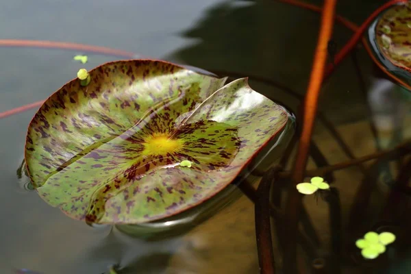 Φύλλο Lotus Στην Τροπική — Φωτογραφία Αρχείου