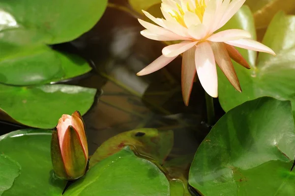 Mooie Lotusbloemen Tropische — Stockfoto