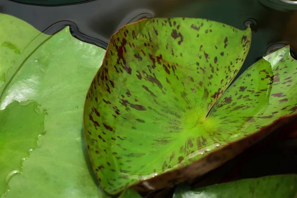 Lotus Leaf Tropical — Stock Photo, Image