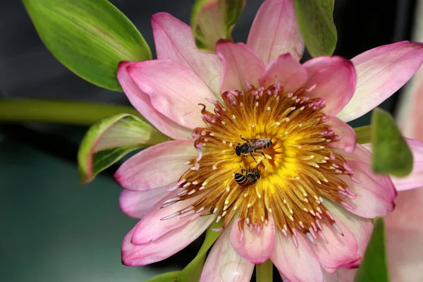 Mooie Lotusbloemen Tropische — Stockfoto
