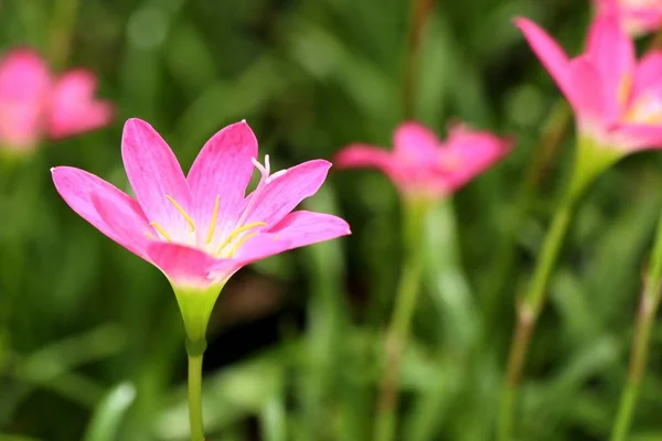 Mooie Roze Regen Lily — Stockfoto