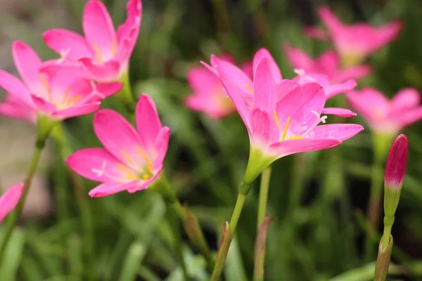 Hermoso Lirio Lluvia Rosa —  Fotos de Stock