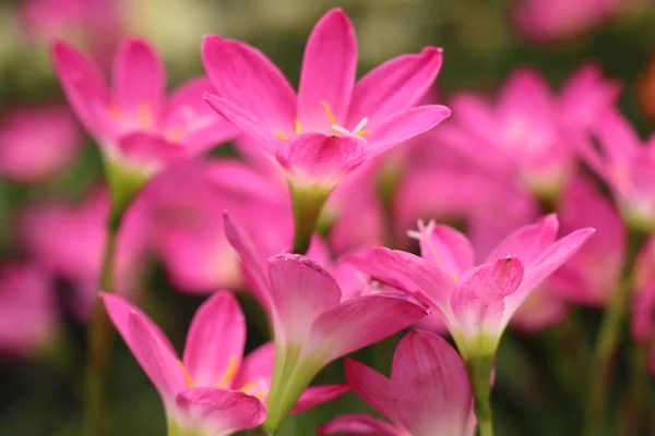 Mooie Roze Regen Lily — Stockfoto