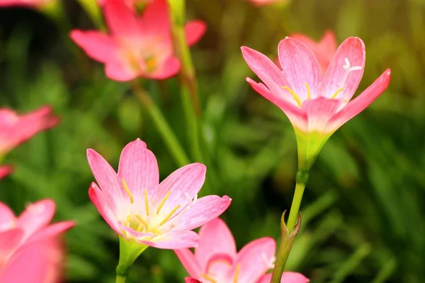 Piękne Różowe Lilia Deszcz — Zdjęcie stockowe