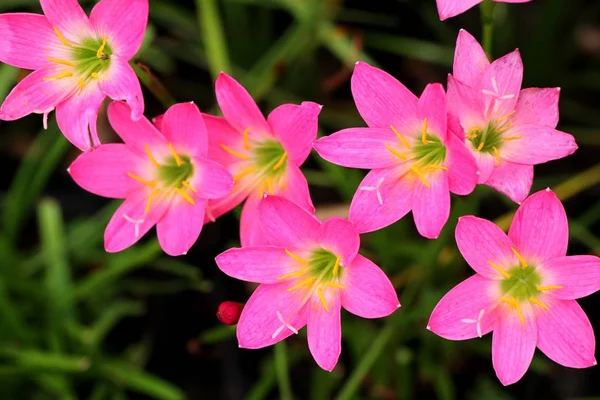 Hermoso Lirio Lluvia Rosa —  Fotos de Stock