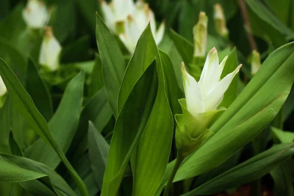 Fiori Tulipano Siam Tropica — Foto Stock