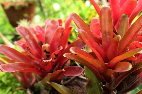 Bromelie Blume Tropischen — Stockfoto