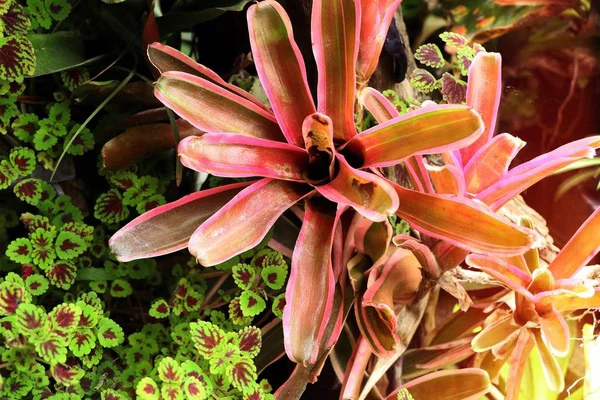 Tropikal Bromeliad Çiçek — Stok fotoğraf