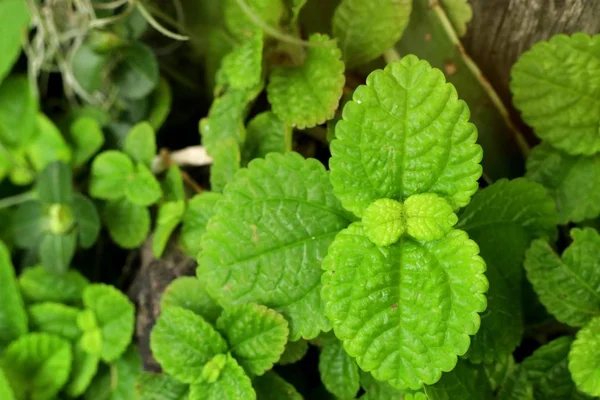Mint Leaves Tropical — Stock Photo, Image