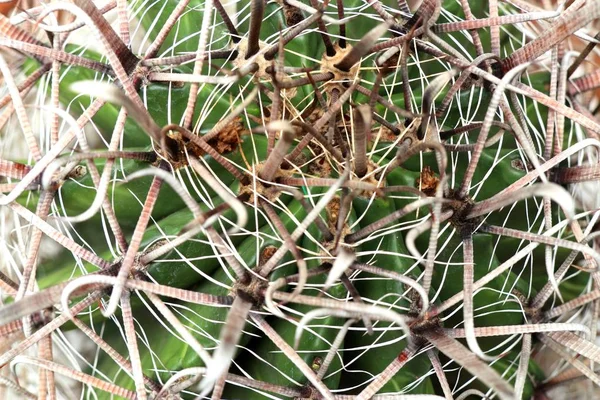 Beautiful Cactus Tropical — Stock Photo, Image