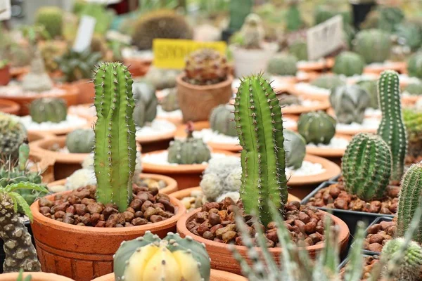 Vackra Kaktus Tropiska — Stockfoto
