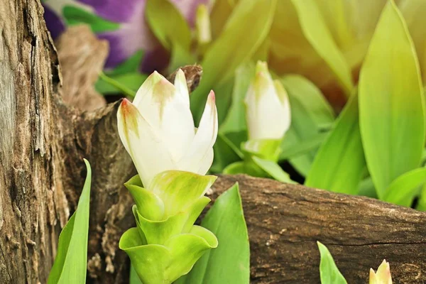 Flores Tulipán Siam Tropica —  Fotos de Stock