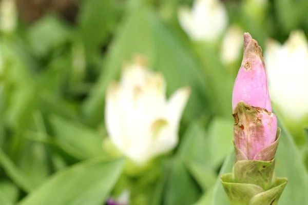 Flores Tulipán Siam Tropica —  Fotos de Stock