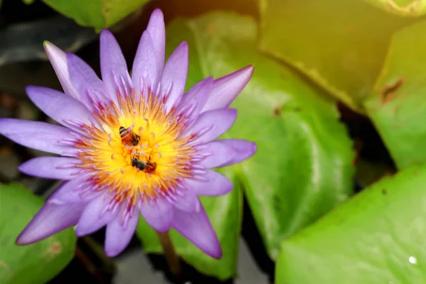 Beautiful Lotus Flowers Tropical — Stock Photo, Image