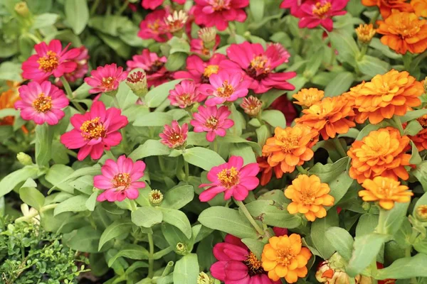 Hermosas Flores Jardín — Foto de Stock