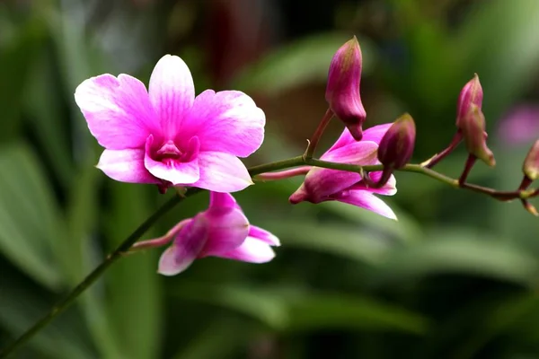 Tropisk Rosa Orkidé Blomma — Stockfoto