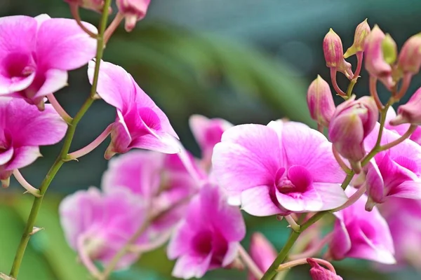 Tropikal Pembe Orkide Çiçek — Stok fotoğraf