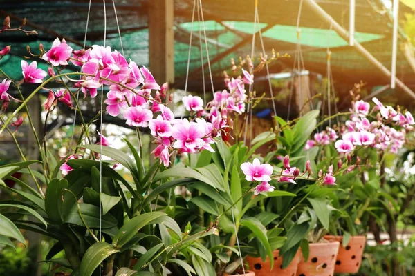 Tropisk Rosa Orkidé Blomma — Stockfoto