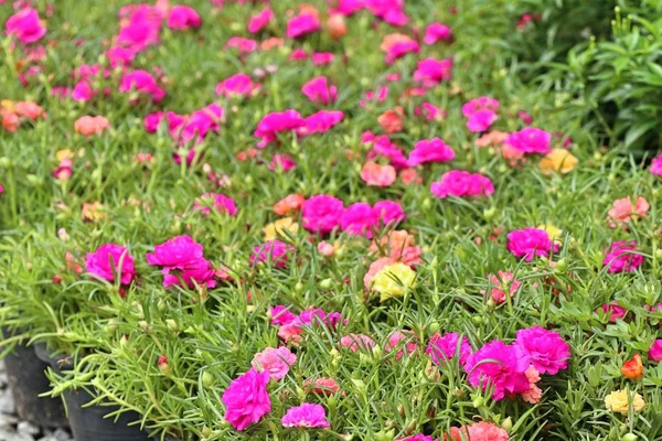 Vackra Blommor Trädgården — Stockfoto